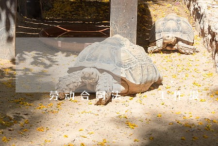 劳动合同法  工作服